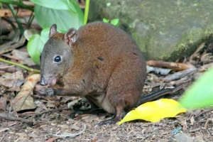 Kangarovaya rat