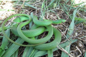 Keywed biljni ok Keywed biljni ok