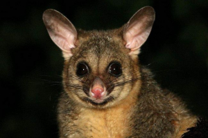 Cisterheliy oblači kuhare - drvene ležerice životinje Cisterheliy oblači kuhare - drvene ležerice životinje