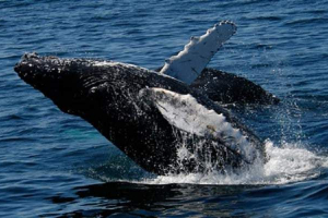 Kito glatko japanac - najugroženiji pogled na zemlju Kito glatko japanac - najugroženiji pogled na zemlju