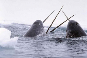 Keith narova - jednorog dubina oceana Keith narova - jednorog dubina oceana