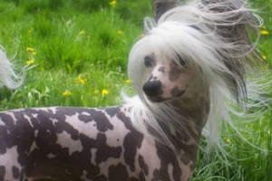 Kineski crested - ukrasni pas Kineski crested - ukrasni pas