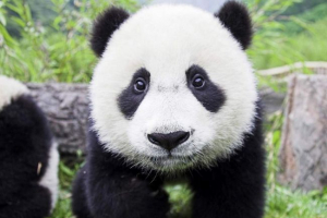 Kineski znanstvenici riješili su jezik pandi