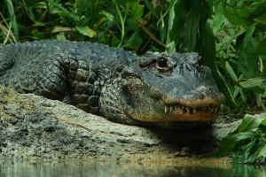 Kineski aligator - rijedak tip reptila Kineski aligator - rijedak tip reptila
