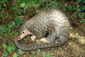 Kineski gušter ili uši panolin Kineski gušter ili uši panolin