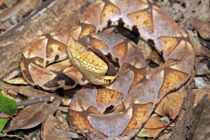 Kineski oklop - fotografija snake drusoka