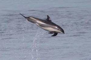 Sisavci u obliku catsa Sisavci u obliku catsa