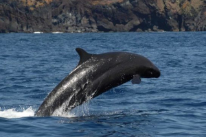 Mala kink (crna) Mala kink (crna)