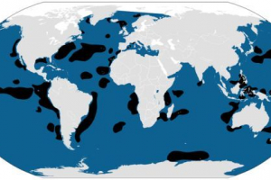 Gorbach ili humpback kit Gorbach ili humpback kit