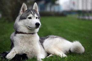 Nadimci za husky girl - top 30 najboljih Nadimci za husky girl - top 30 najboljih