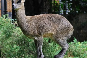 Clippspringer - compact antelope Clippspringer - compact antelope