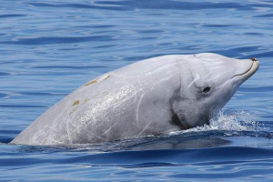 Kryvoryals - catto u obliku crvene knjige