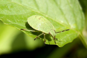 Blugmet smeychka Blugmet smeychka