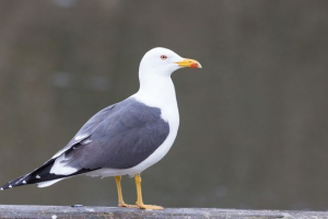 Sklon razmišljanju Sklon razmišljanju