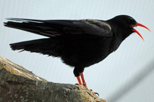 Klushitsa - ptica brandova Klushitsa - ptica brandova