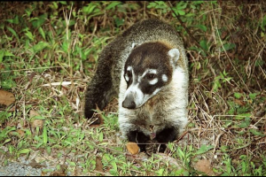 Cafifa - long-kožnu smiješnu životinju