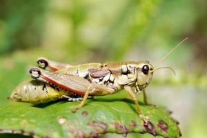 Jebeno jebeno - besprijekoran skakavca Jebeno jebeno - besprijekoran skakavca