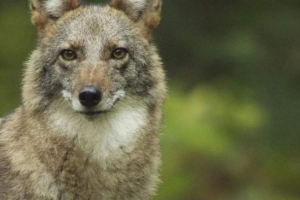 Cooler - wolf + coyote Cooler - wolf + coyote