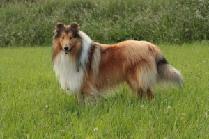 Collie dugo koda: karakteristike škotske pasmine
