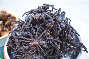 Tarantulov kolonije zarobljeni kambodža Tarantulov kolonije zarobljeni kambodža