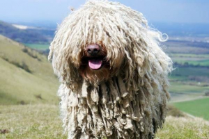 Zapovjednički pas. Opis, značajke, vrste, njegu i javni zapovjednik pasmina Zapovjednički pas. Opis, značajke, vrste, njegu i javni zapovjednik pasmina