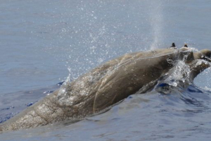 Zapovjednikov pojas (staingerov pojas) Zapovjednikov pojas (staingerov pojas)