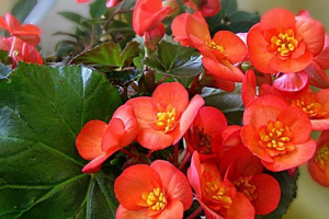 Houseplanti rusije Houseplanti rusije