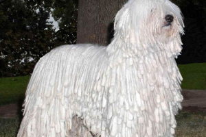 Comandor (mađarski pastir pas): pas - ovčar