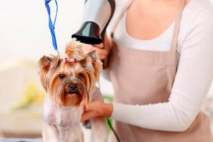 Sveobuhvatna briga o automobilu - dotjerivanje Sveobuhvatna briga o automobilu - dotjerivanje