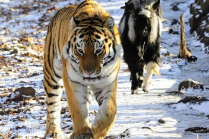 Na kraju prijateljstva timura i amura Na kraju prijateljstva timura i amura