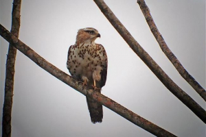 Congoleški snakeyad Congoleški snakeyad