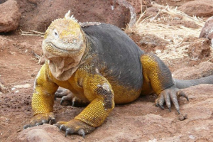 Concomfort - galapagos iguana