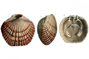 Cottotiris adams Cottotiris adams