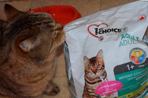 Mačka hrana 1. Izbor - za i protiv Mačka hrana 1. Izbor - za i protiv