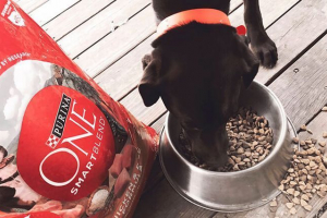 Purina jedna hrana za pse malih, srednjih i velikih pasmina