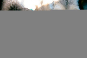 Hranjenje haski u različitim dobnim razdobljima Hranjenje haski u različitim dobnim razdobljima