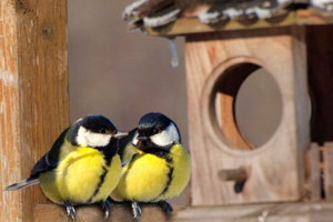 Sinice fueder - izrada tajne Sinice fueder - izrada tajne