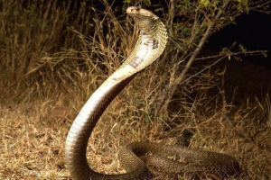 Kralj kobra Kralj kobra