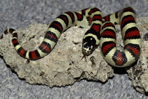 Royal ili mljekarne zmije i njihove značajke Royal ili mljekarne zmije i njihove značajke