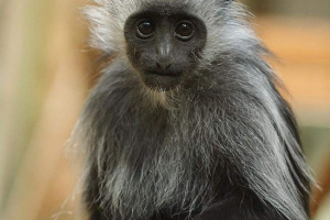 Royal colobus - primat s bijelim bacačanim mjestima Royal colobus - primat s bijelim bacačanim mjestima