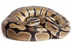 Royal python - ljubimac terasarijana Royal python - ljubimac terasarijana