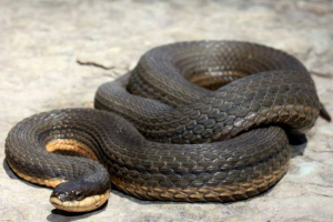 Royal water - top promjena zmija Royal water - top promjena zmija