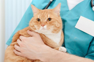 Coronavirus gastroenteritis u mačkama - uzroci Coronavirus gastroenteritis u mačkama - uzroci