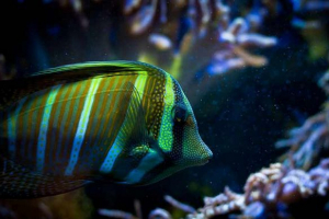 Kratko izvješće o ribošci za djecu Kratko izvješće o ribošci za djecu