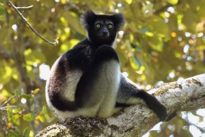 Shorty indri i rizik od njihovog uništenja Shorty indri i rizik od njihovog uništenja