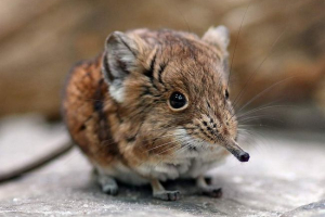 Shorthechy jumper - sitni sisavac Shorthechy jumper - sitni sisavac