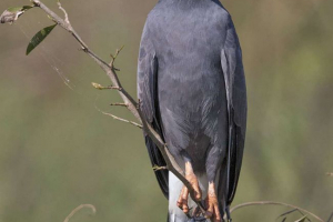 Korejski - slizneed Korejski - slizneed