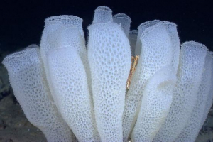 Venera košara: morska spužva, tkani od čipke Venera košara: morska spužva, tkani od čipke