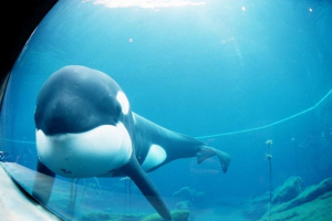 Kiteka caiko: životna priča Kiteka caiko: životna priča