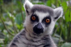 Feline lemur - madagaskar macovi Feline lemur - madagaskar macovi